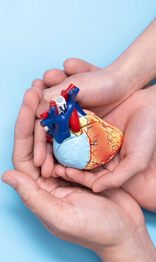 The hands of an adult and a child holding a heart model illustrate Paediatric Pacemaker Implantation.