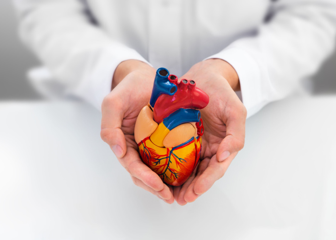 Image of an Anatomical model of the heart in the hands of a cardiologist.