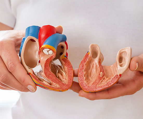 A man holding a bisection model of a heart.