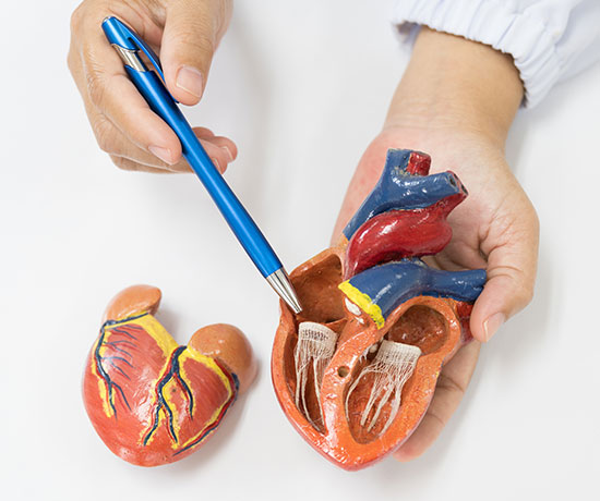 A close-up image of a medical professional explaining the heart function with the help of a heart model.